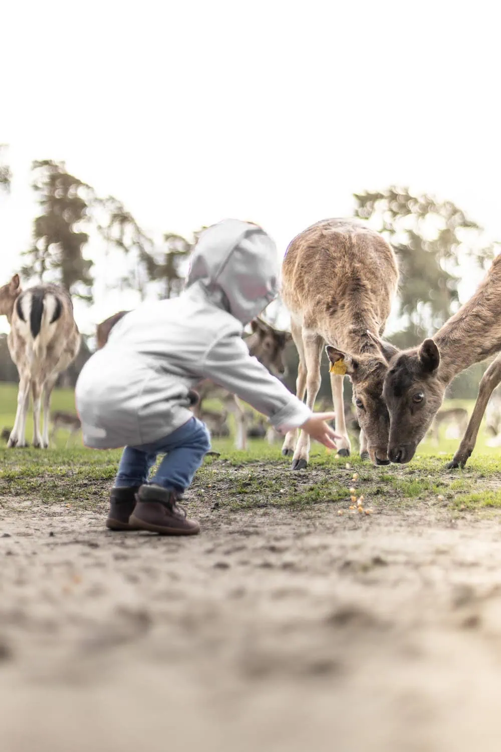 Fotografin Recklinghausen,, Kleinkind, DressCheck, liebevolle Mutter Kind Bindung, gemeinsam Spaß, Begleiten beim Ausflug, Abenteur im Wald, Unter 3 Jahren, Familienshooting mit Kleinkind, Mutter Tochter Shooting, Mutter Sohn Shooting, Vater Sohn Shooting, Generationen Shooting, Erinnerung an die ersten Jahre, Fotoalbum, professionelle Familien fotografin Dortmund, Wildpark Granat, Familienzeit, Familienwochenende, authentische Erinnerungen, repoprtage aus dem Alltag, Eltern Kind Bindung stäken, geschenkidee, hebamme, geschenk zum jahrestag, geschenk zu weihnachten, erster geburtstag, erster kindergeburtstag, Tierpark Recklinghausen, Freizeitpark Schloss Beck, Marl Freizeitbad, H2O-Herford, Hohe Mark Naturpark, Schlosspark Herten, Erlebnisbauernhof Bauer Südfeld, Explorado Kindermuseum Duisburg, Ruhrfestspiele Recklinghausen, Wohnparks und Gated Communities, Café und Restaurant "Zur Mühle" in Haltern am See, Schloss Berge Gelsenkirchen, das Muckels, Zoom Gelsenkirchen,